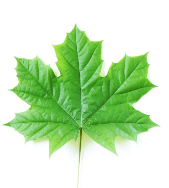 Doğal yeşil akçaağaç yaprağı