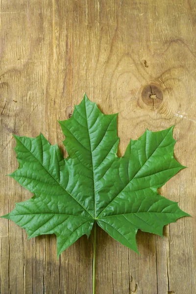 Natürliches grünes Ahornblatt — Stockfoto