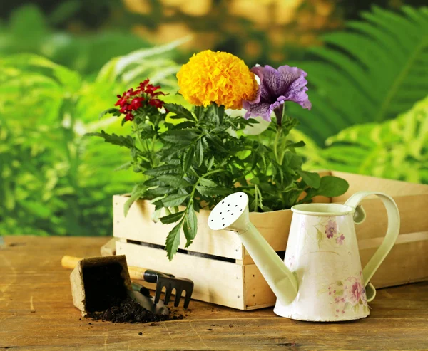 Tuin bloemen, tools (hark, schop, gieter) — Stockfoto