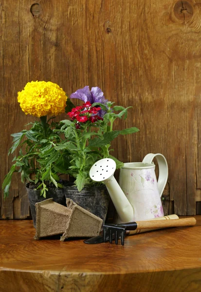 Garden flowers, tools (rake, shovel, watering can) — Stock Photo, Image