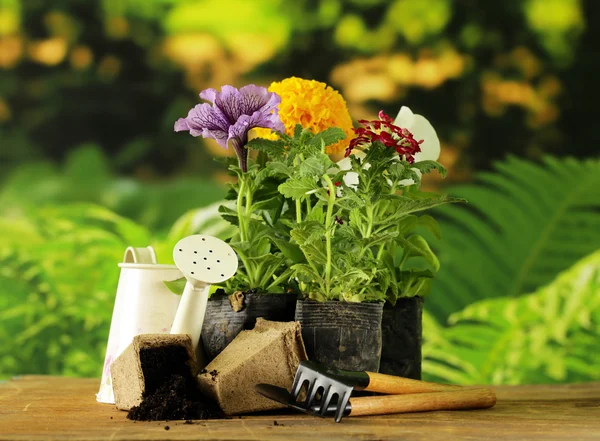 Garden flowers, tools (rake, shovel, watering can) — Stock Photo, Image