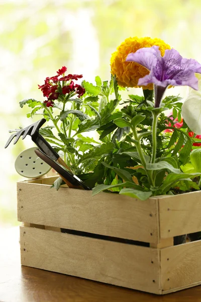 Flores de jardín, herramientas (rastrillo, pala, regadera ) — Foto de Stock