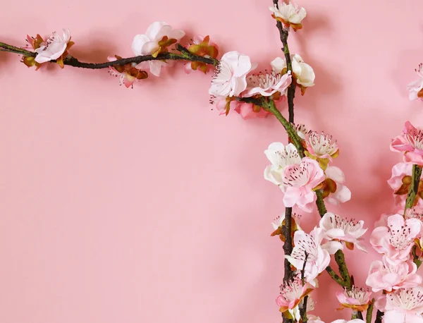 Flowering branches of cherry (sakura) on a pink background — Stock Photo, Image