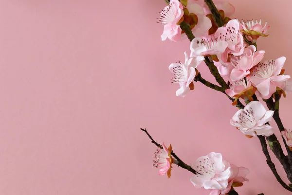 ピンクの背景のチェリー (桜) の開花枝 — ストック写真
