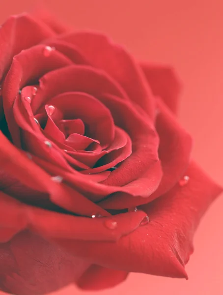 Квітка червоної троянди з краплями роси, м'який фокус — стокове фото