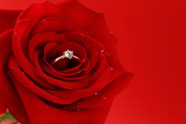 Flor de rosa roja con un anillo de oro con un diamante — Foto de Stock