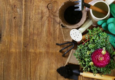 Bahçe kavramı - düğün çiçeği çiçek bir pot ve Bahçe aletleri