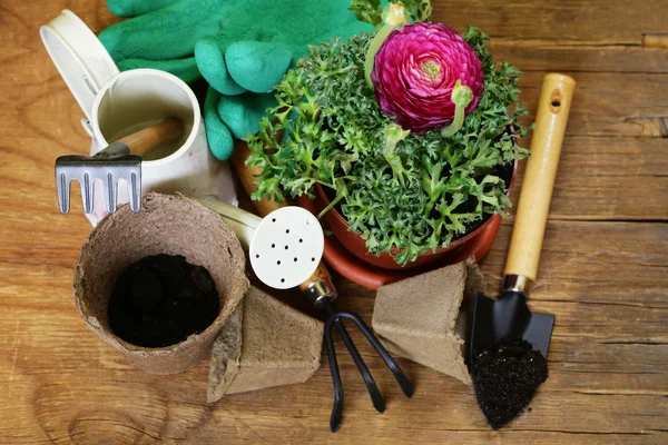 Trädgårdsskötsel koncept - smörblomma blomma i en pott och trädgårdsredskap — Stockfoto