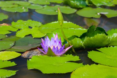 Güzel lotus çiçeği veya Nilüfer