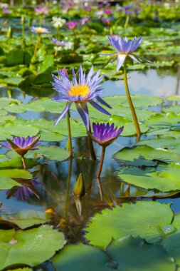 Güzel lotus çiçeği veya Nilüfer