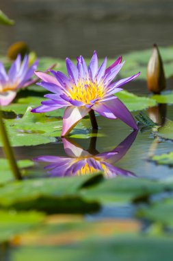 Güzel lotus çiçeği veya Nilüfer