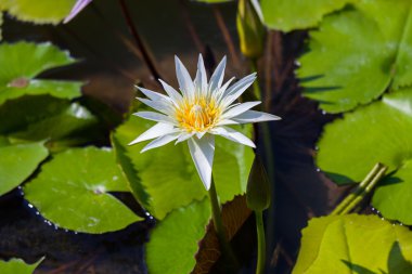 Güzel lotus çiçeği veya Nilüfer