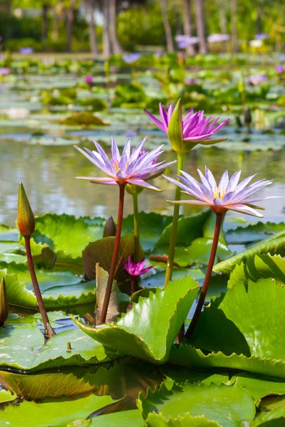 Красивый цветок лотоса или водяная лилия — стоковое фото