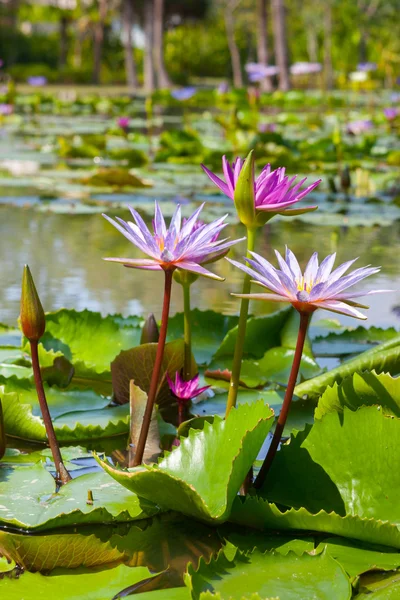 Bellissimo fiore di loto o ninfee — Foto Stock