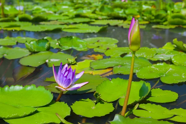 Bela flor de lótus ou waterlily — Fotografia de Stock