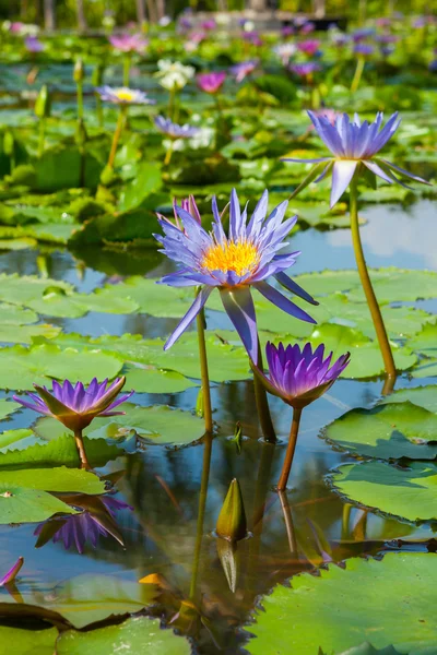 美しい蓮の花、スイレン — ストック写真