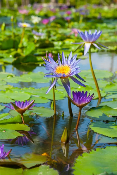 Красивый цветок лотоса или водяная лилия — стоковое фото