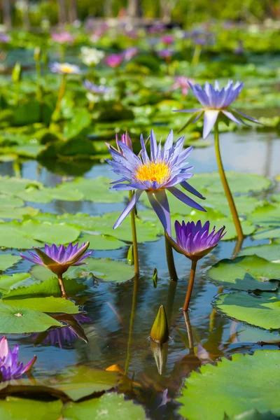 Kwiat lotosu piękne lub lilia wodna — Zdjęcie stockowe