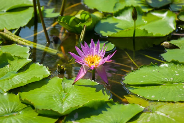 Schöne Lotusblume oder Seerose — Stockfoto