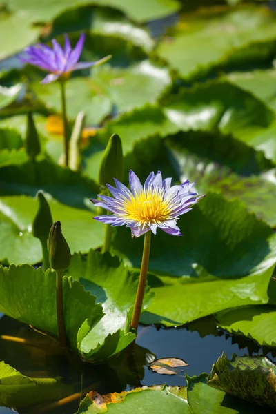 Bellissimo fiore di loto o ninfee — Foto Stock