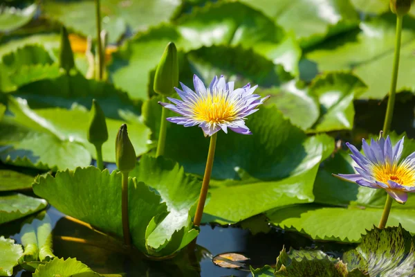 Bellissimo fiore di loto o ninfee — Foto Stock