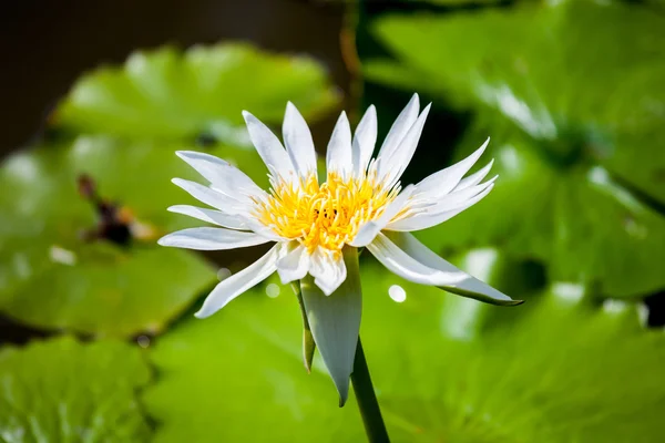Schöne Lotusblume oder Seerose — Stockfoto