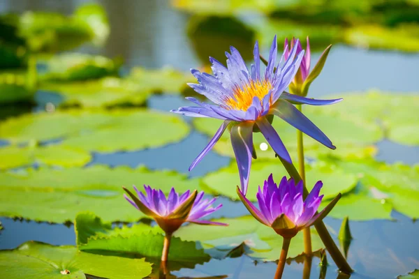 Bela flor de lótus ou waterlily — Fotografia de Stock