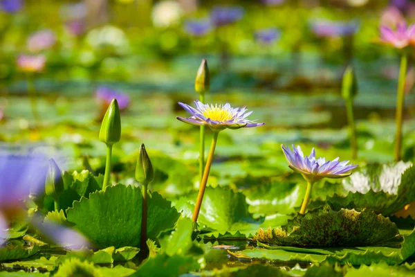 Schöne Lotusblume oder Seerose — Stockfoto