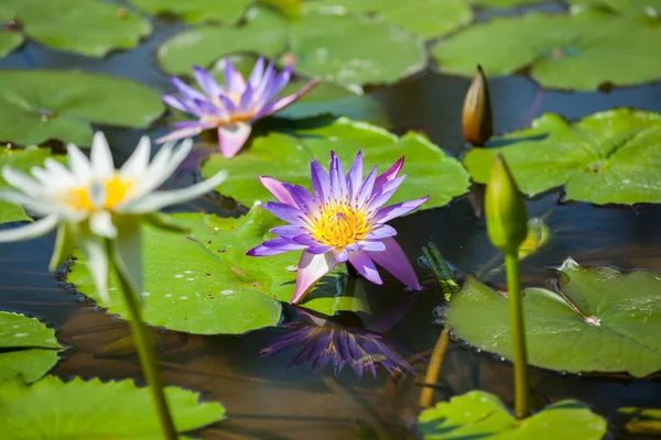 Bela flor de lótus ou waterlily — Fotografia de Stock