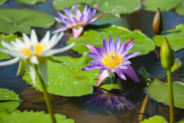 Hermosa flor de loto o nenúfar — Foto de Stock