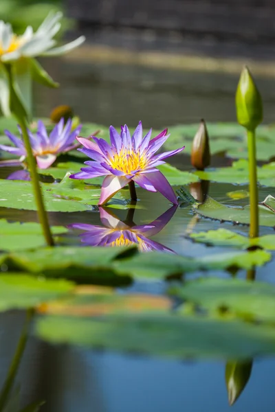 Hermosa flor de loto o nenúfar — Foto de Stock