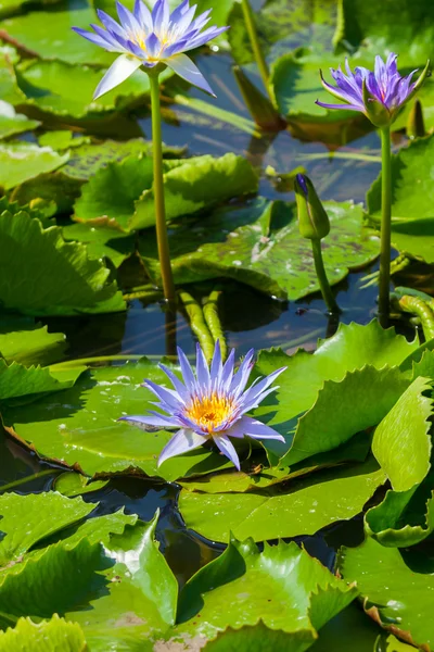 Bellissimo fiore di loto o ninfee — Foto Stock