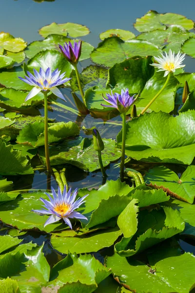 Bellissimo fiore di loto o ninfee — Foto Stock