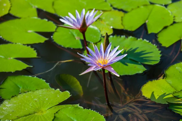 Kwiat lotosu piękne lub lilia wodna — Zdjęcie stockowe