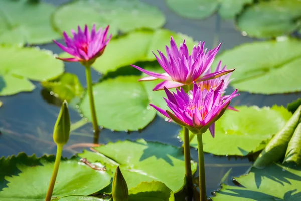 Hermosa flor de loto o nenúfar — Foto de Stock