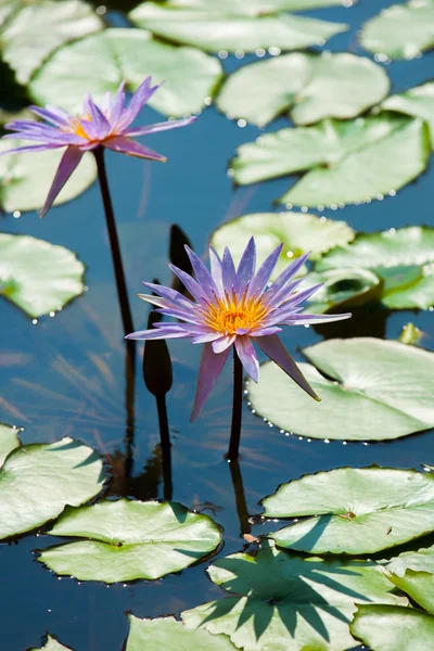 Hermosa flor de loto o nenúfar — Foto de Stock