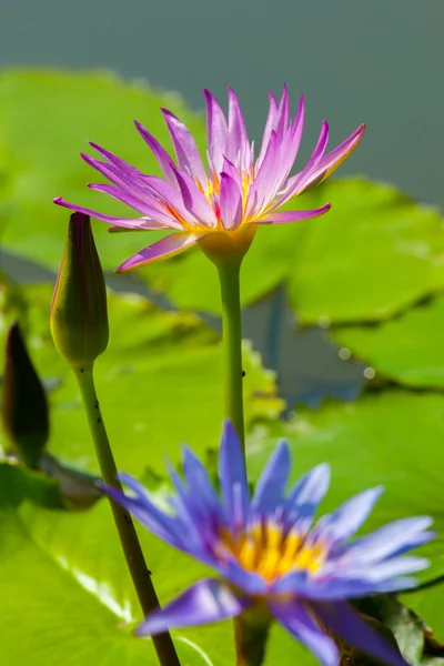 Hermosa flor de loto o nenúfar — Foto de Stock