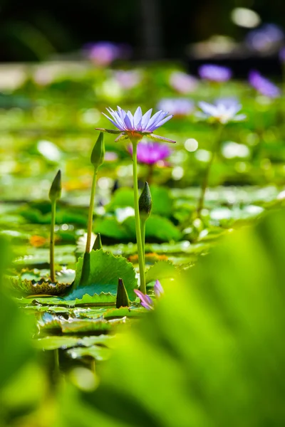 Beautiful lotus flower or waterlily — Stock Photo, Image