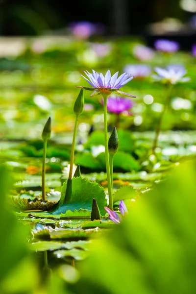 Bela flor de lótus ou waterlily — Fotografia de Stock