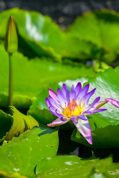 Bela flor de lótus ou waterlily — Fotografia de Stock