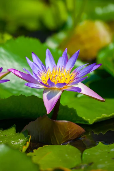 Hermosa flor de loto o nenúfar —  Fotos de Stock