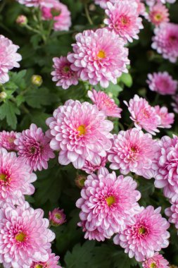 Küçük Kasımpatı pembe