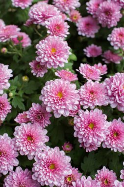 Küçük Kasımpatı pembe