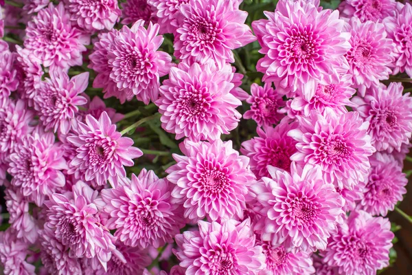 Small chrysanthemum pink — Stock Photo, Image