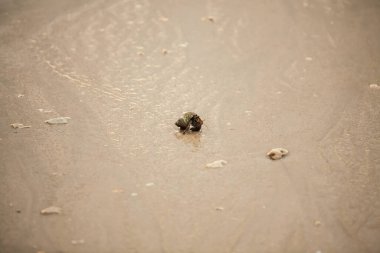 Andaman Denizi 'ndeki kumsalda keşiş yengeci.