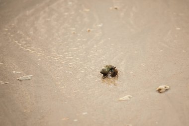 Andaman Denizi 'ndeki kumsalda keşiş yengeci.