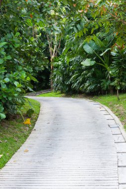 Tayland 'daki tropikal bahçede çimentodan yapılmış yol..