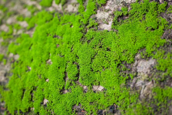 Green Mos Old Tree Rainy Season Mos Background — Stock Photo, Image