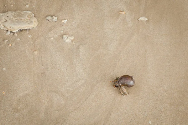 Hermit Crab Sand Beach Andaman Sea — Stock Photo, Image