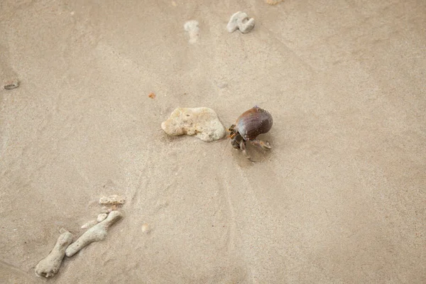 Caranguejo Eremita Praia Areia Mar Andamão — Fotografia de Stock